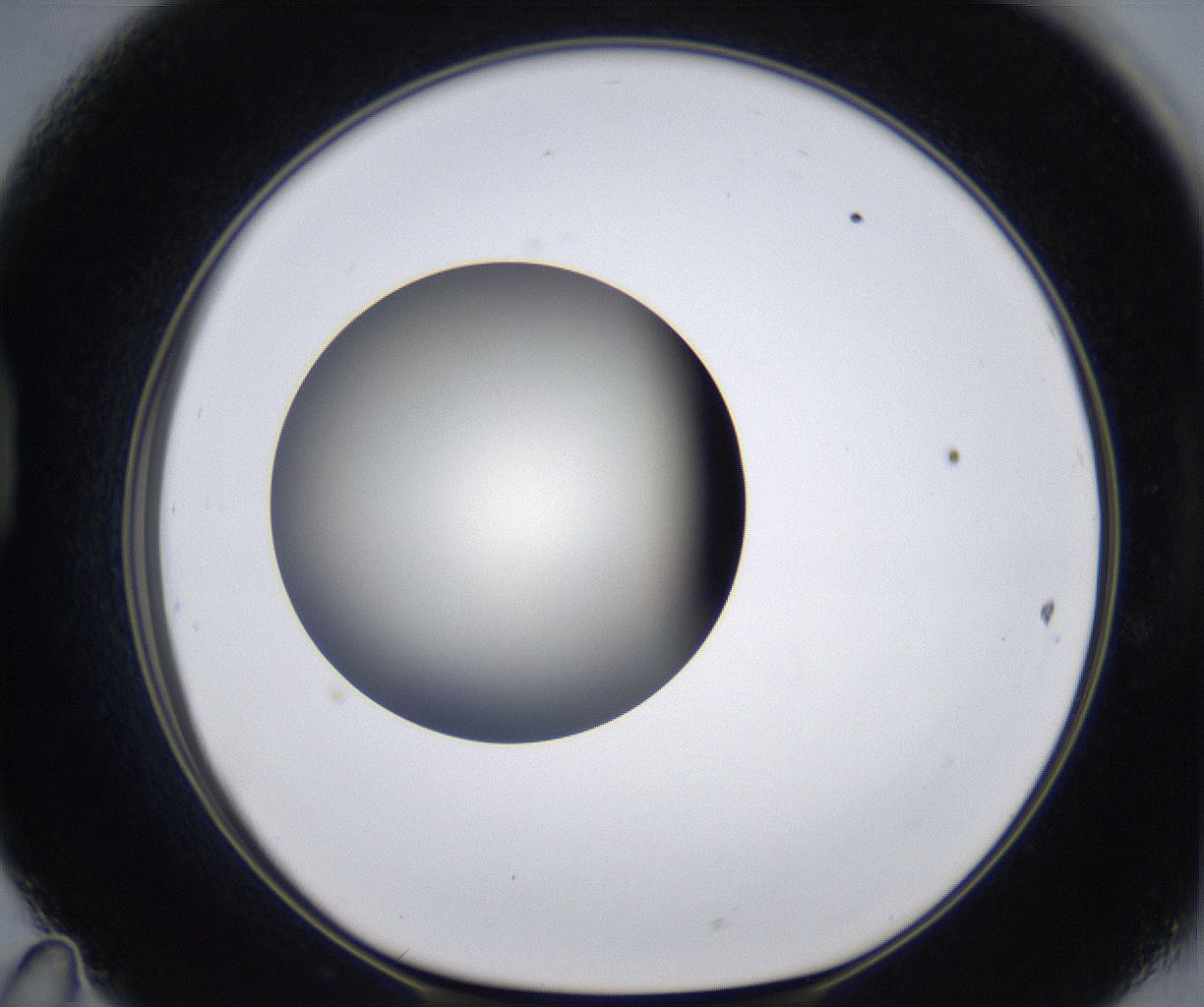 folderID291_plateID2291_batchID10819_wellNum47_profileID1_d1_r160028_ef.jpg