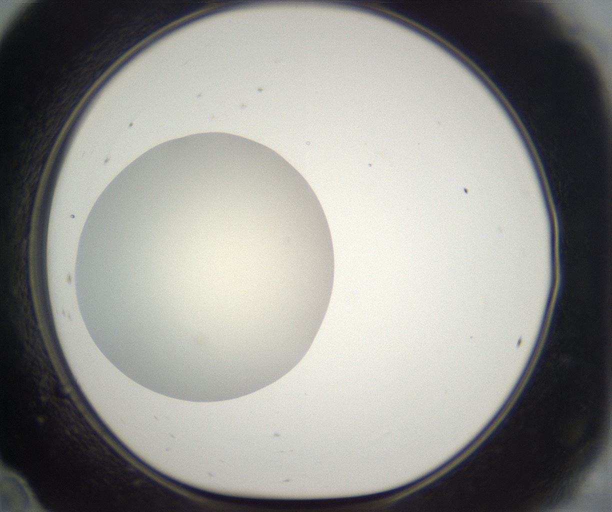 folderID292_plateID2292_batchID10845_wellNum24_profileID1_d1_r160773_ef.jpg
