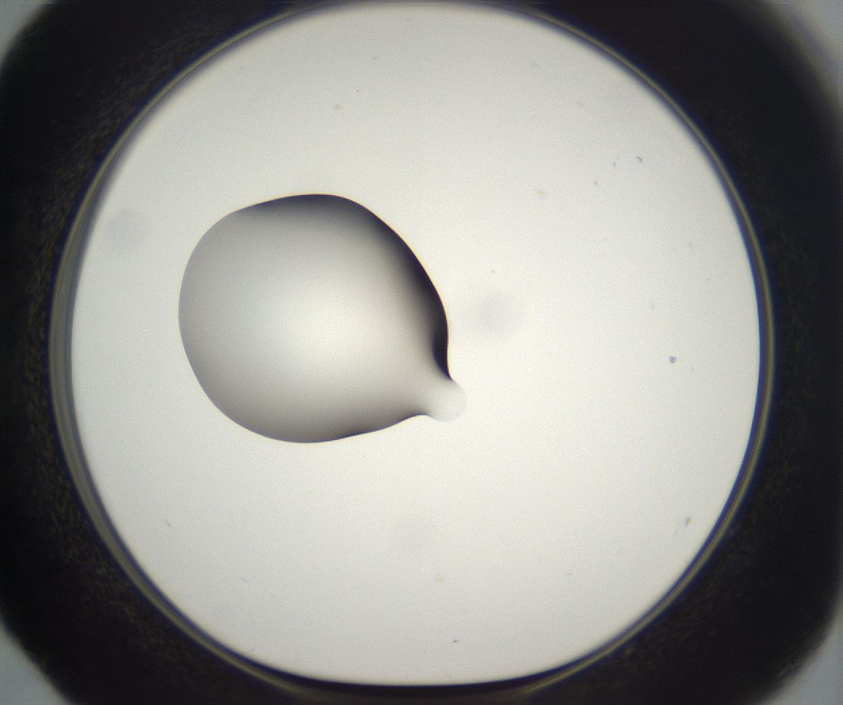 folderID292_plateID2292_batchID10845_wellNum52_profileID1_d1_r160801_ef.jpg