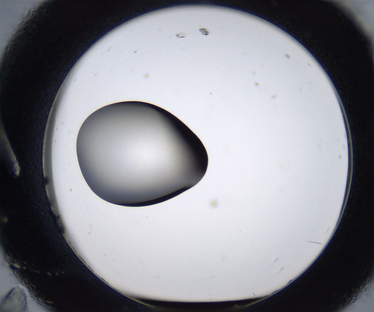 folderID293_plateID2293_batchID10825_wellNum11_profileID1_d1_r160088_ef.jpg