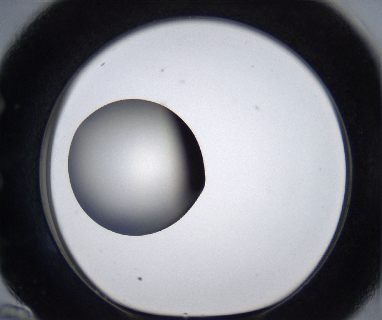 folderID293_plateID2293_batchID10825_wellNum58_profileID1_d1_r160135_ef.jpg