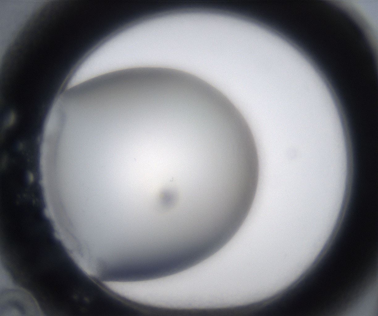folderID293_plateID2293_batchID10825_wellNum22_profileID1_d1_r160099_ef.jpg