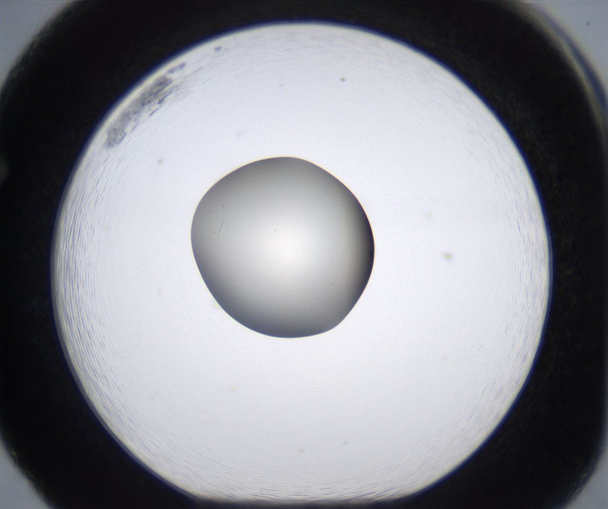 folderID293_plateID2293_batchID10825_wellNum65_profileID1_d1_r160142_ef.jpg