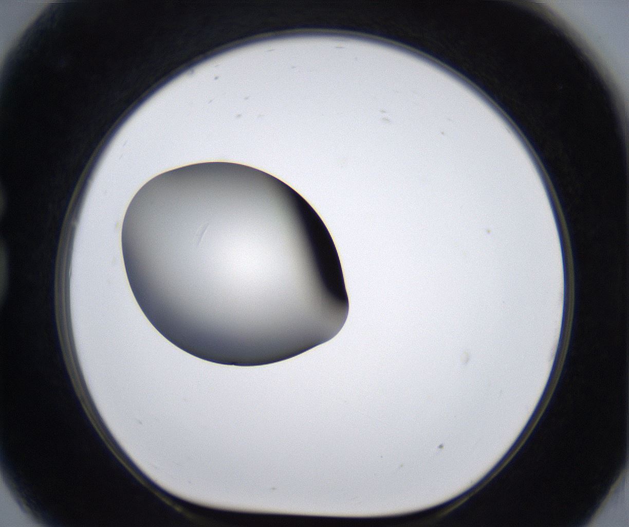 folderID293_plateID2293_batchID10825_wellNum81_profileID1_d1_r160158_ef.jpg