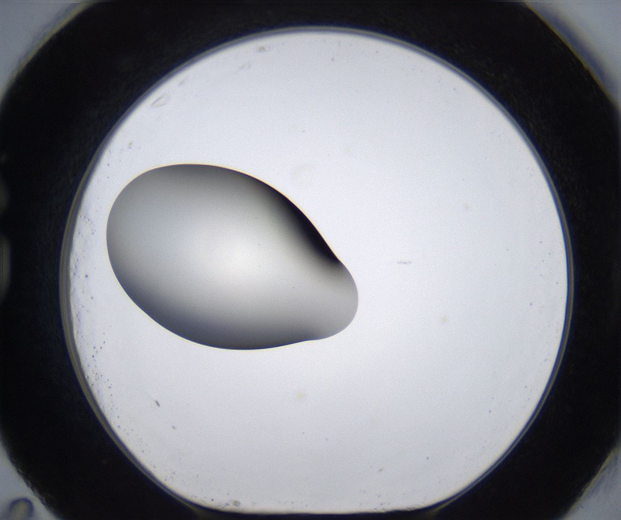 folderID293_plateID2293_batchID10825_wellNum83_profileID1_d1_r160160_ef.jpg