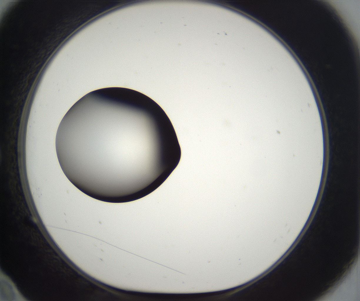 folderID294_plateID2294_batchID10851_wellNum10_profileID1_d1_r161335_ef.jpg