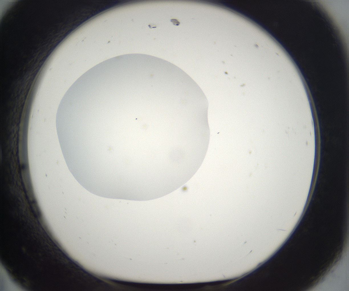 folderID294_plateID2294_batchID10851_wellNum11_profileID1_d1_r161336_ef.jpg