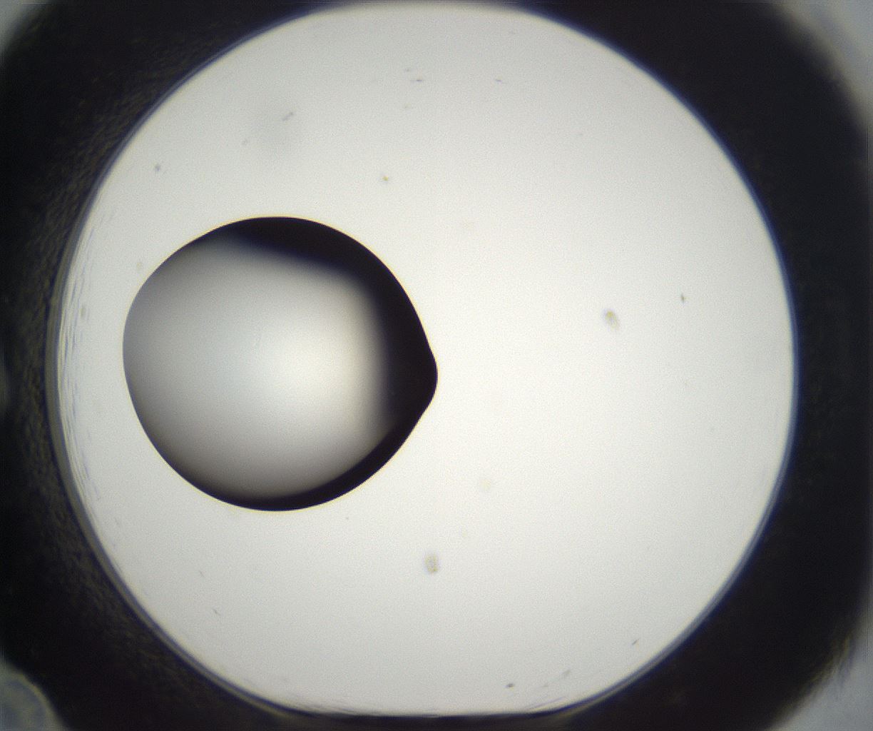 folderID294_plateID2294_batchID10851_wellNum12_profileID1_d1_r161337_ef.jpg