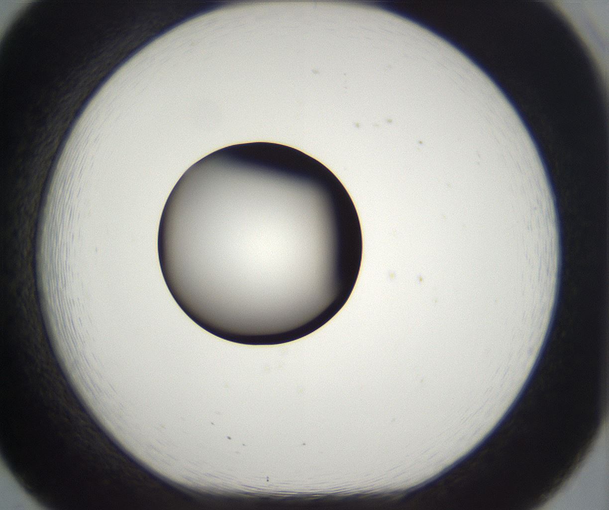 folderID294_plateID2294_batchID10851_wellNum20_profileID1_d1_r161345_ef.jpg