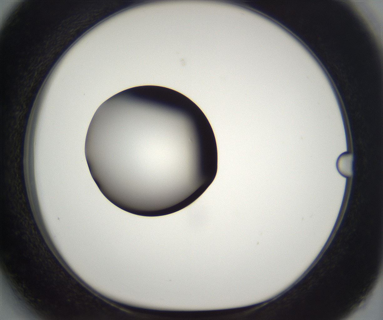 folderID294_plateID2294_batchID10851_wellNum27_profileID1_d1_r161352_ef.jpg