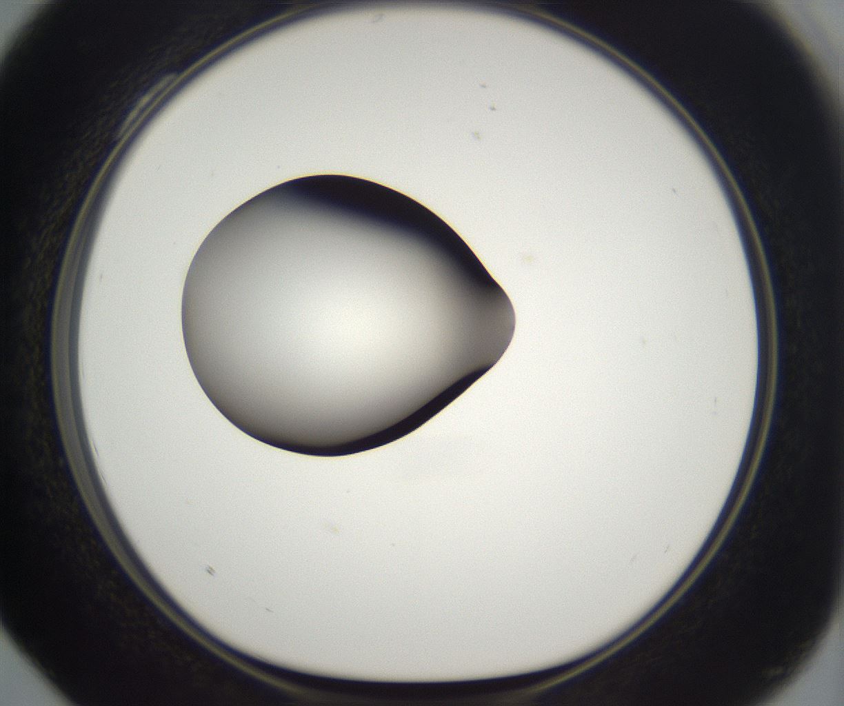 folderID294_plateID2294_batchID10851_wellNum28_profileID1_d1_r161353_ef.jpg