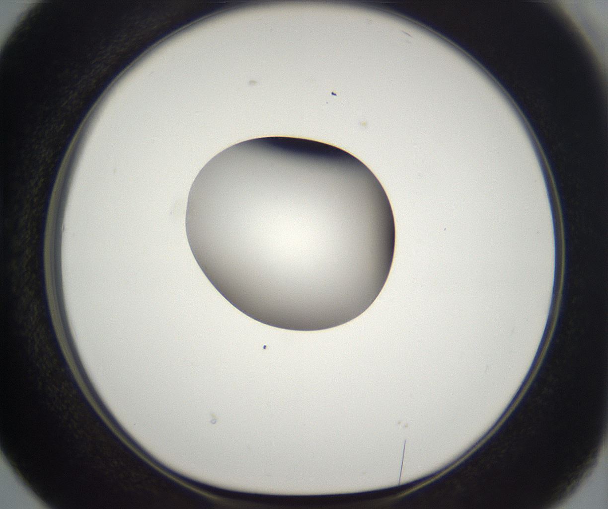 folderID294_plateID2294_batchID10851_wellNum38_profileID1_d1_r161363_ef.jpg