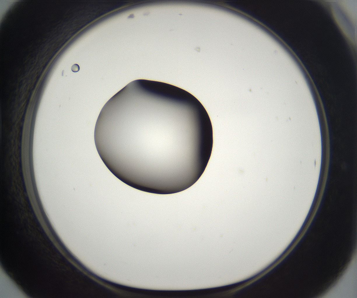 folderID294_plateID2294_batchID10851_wellNum42_profileID1_d1_r161367_ef.jpg