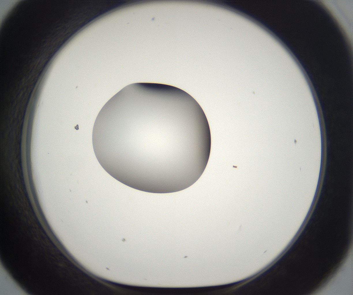 folderID294_plateID2294_batchID10851_wellNum43_profileID1_d1_r161368_ef.jpg