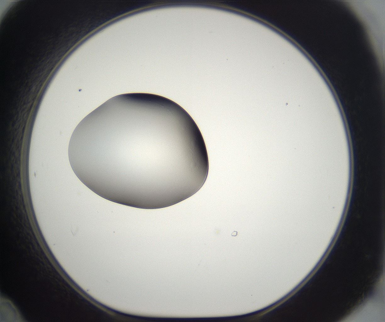 folderID294_plateID2294_batchID10851_wellNum48_profileID1_d1_r161373_ef.jpg