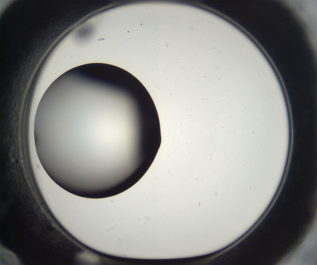 folderID294_plateID2294_batchID10851_wellNum60_profileID1_d1_r161385_ef.jpg