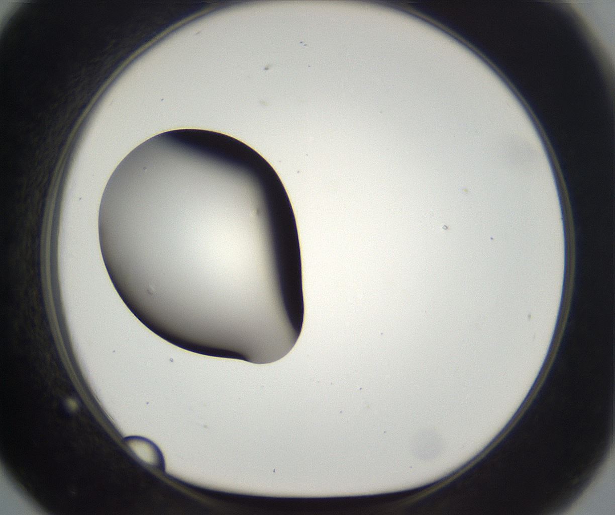 folderID294_plateID2294_batchID10851_wellNum79_profileID1_d1_r161404_ef.jpg