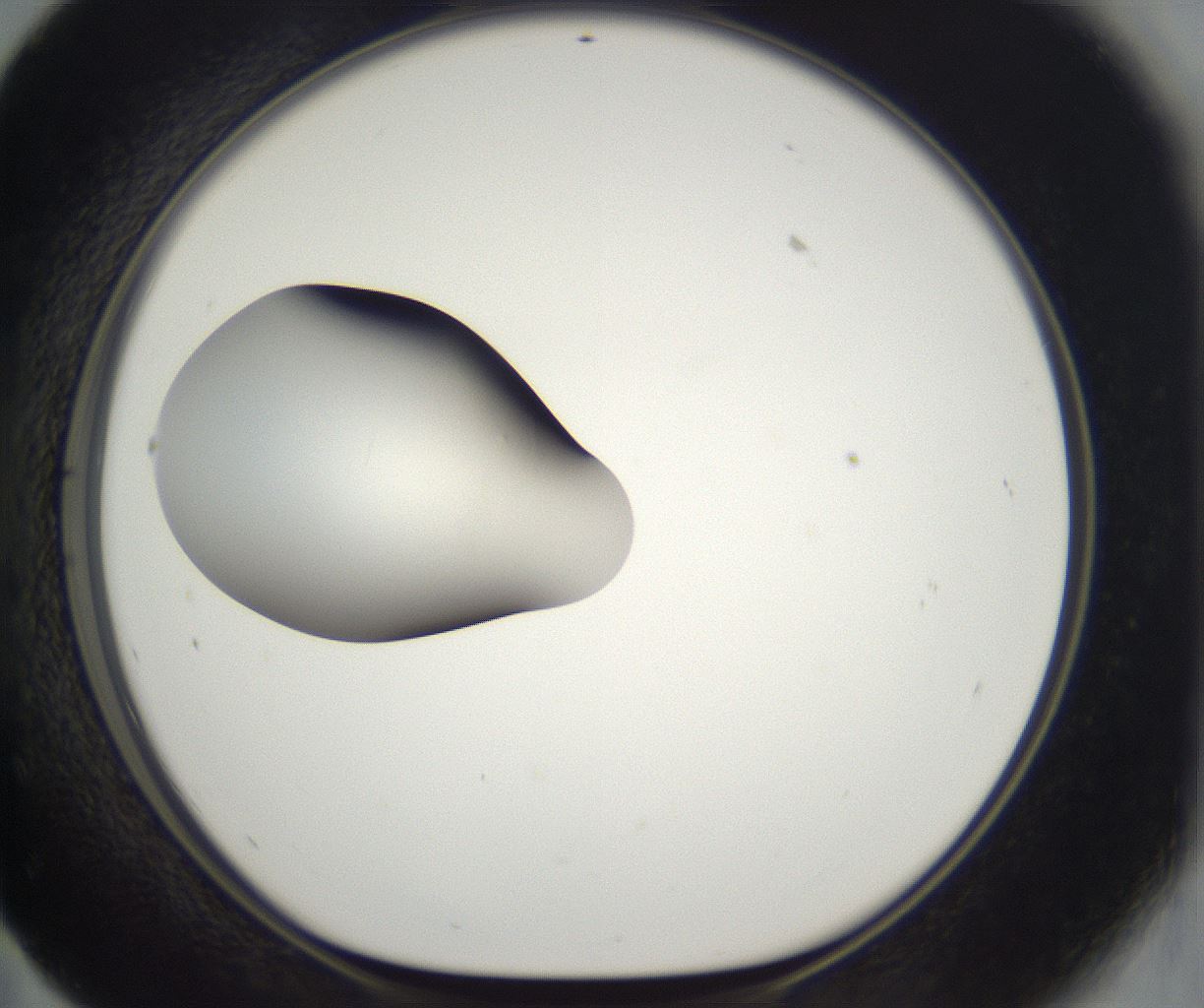 folderID294_plateID2294_batchID10851_wellNum59_profileID1_d1_r161384_ef.jpg
