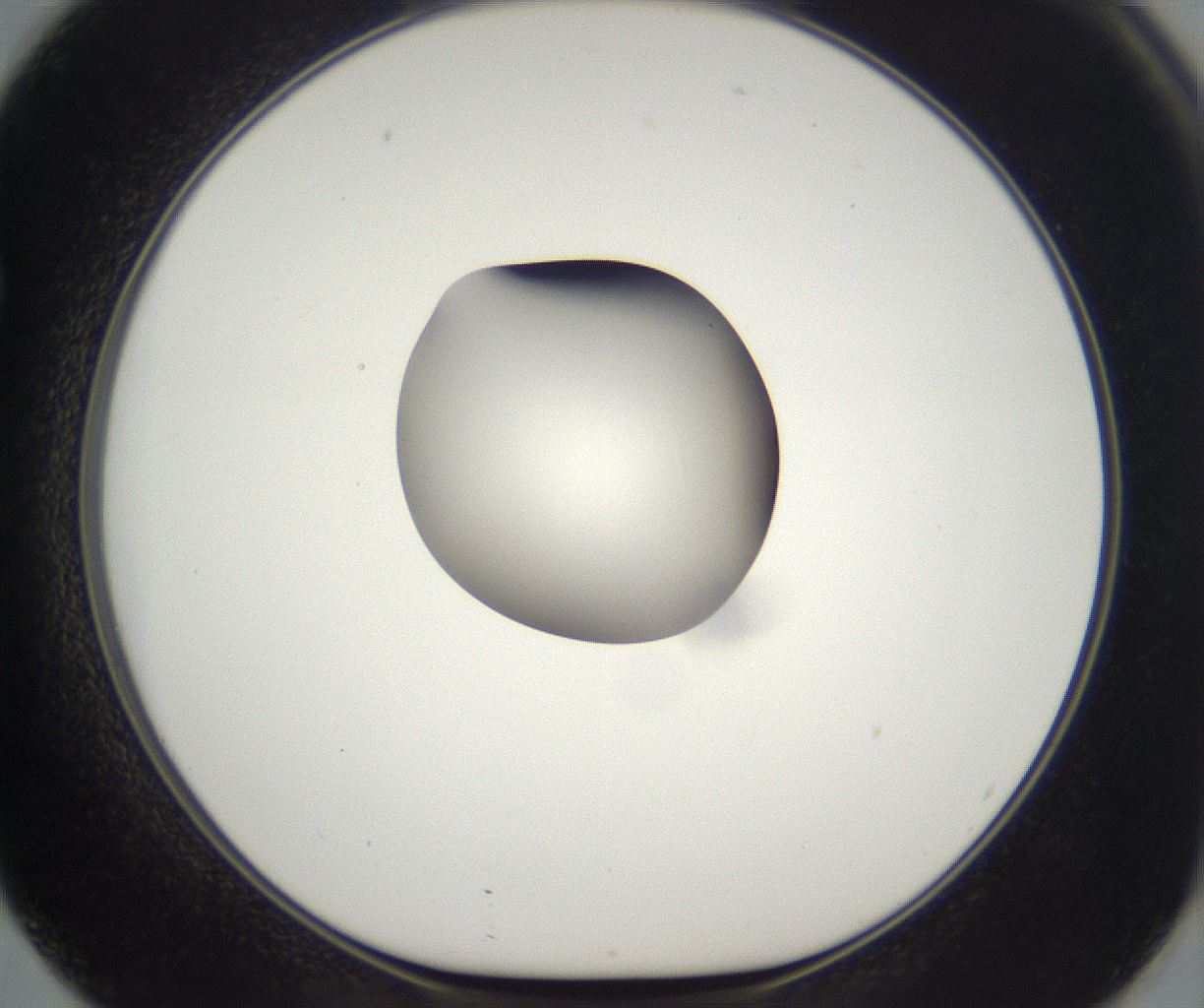 folderID294_plateID2294_batchID10851_wellNum62_profileID1_d1_r161387_ef.jpg