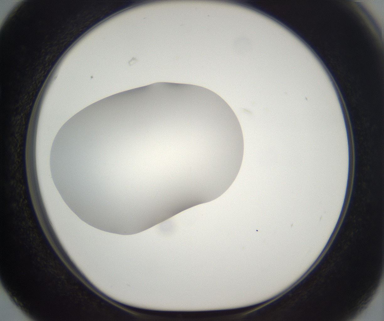 folderID294_plateID2294_batchID10851_wellNum63_profileID1_d1_r161388_ef.jpg