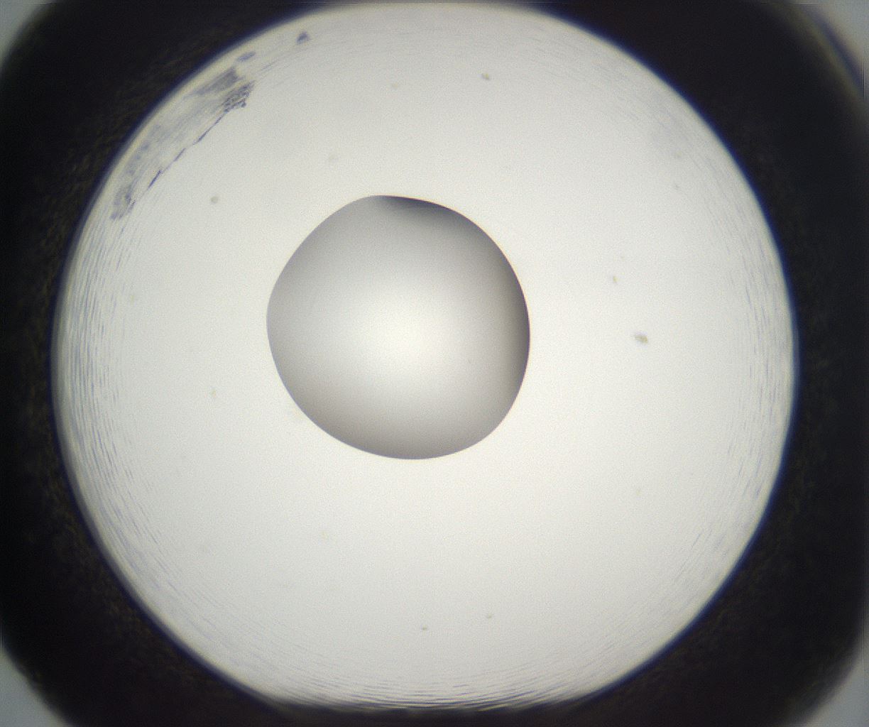 folderID294_plateID2294_batchID10851_wellNum65_profileID1_d1_r161390_ef.jpg