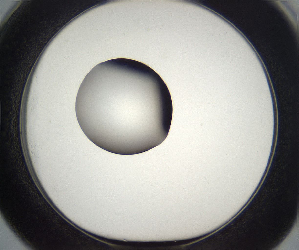folderID294_plateID2294_batchID10851_wellNum73_profileID1_d1_r161398_ef.jpg