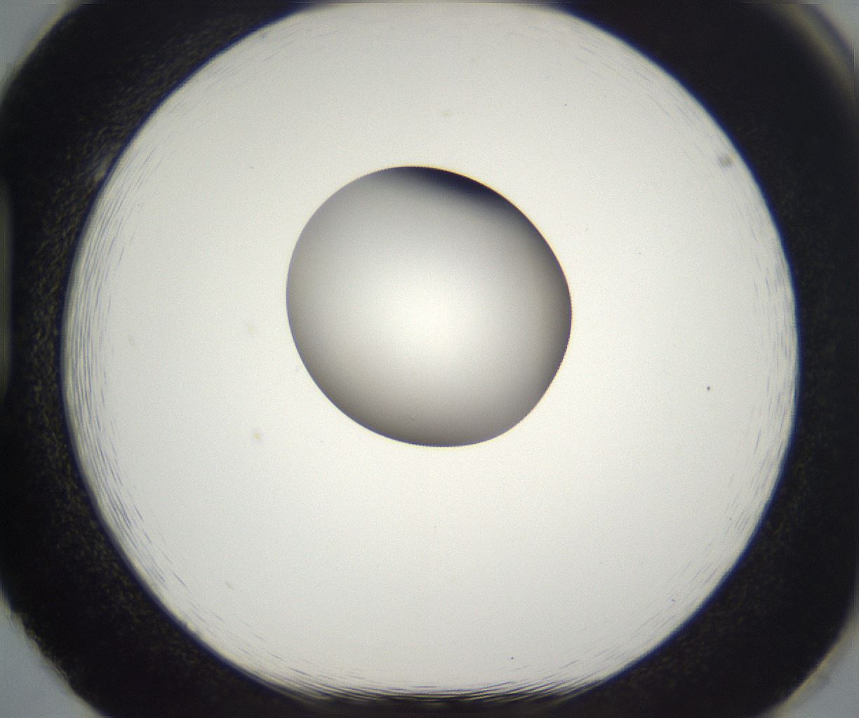 folderID294_plateID2294_batchID10851_wellNum86_profileID1_d1_r161411_ef.jpg