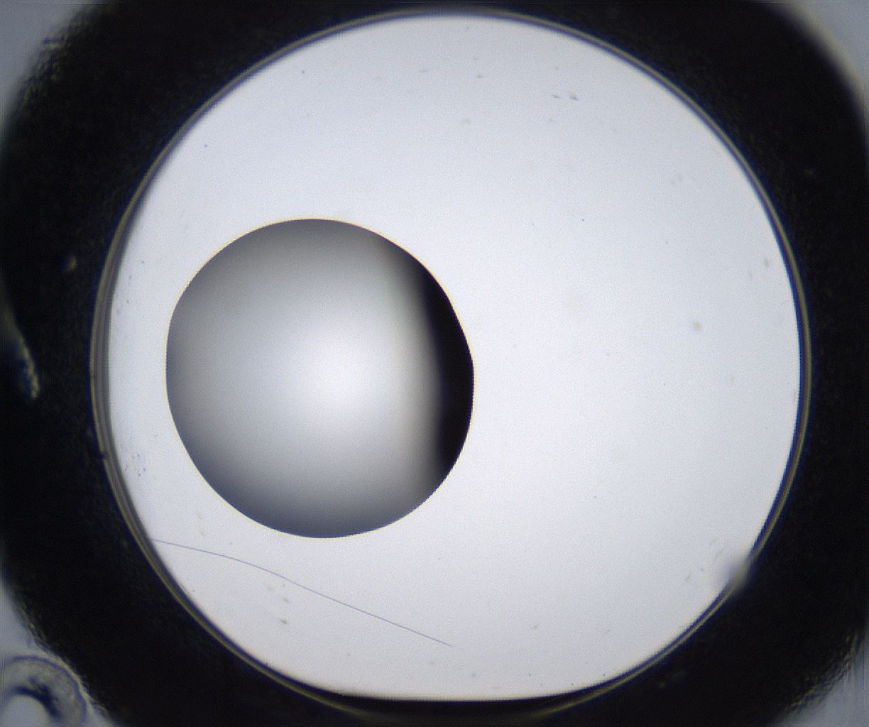 folderID295_plateID2295_batchID10832_wellNum10_profileID1_d1_r160375_ef.jpg