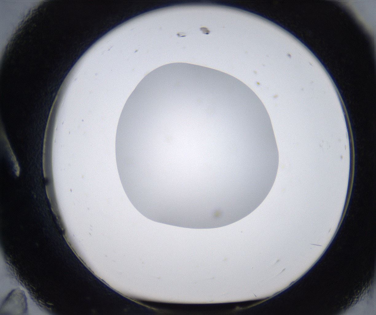 folderID295_plateID2295_batchID10832_wellNum11_profileID1_d1_r160376_ef.jpg
