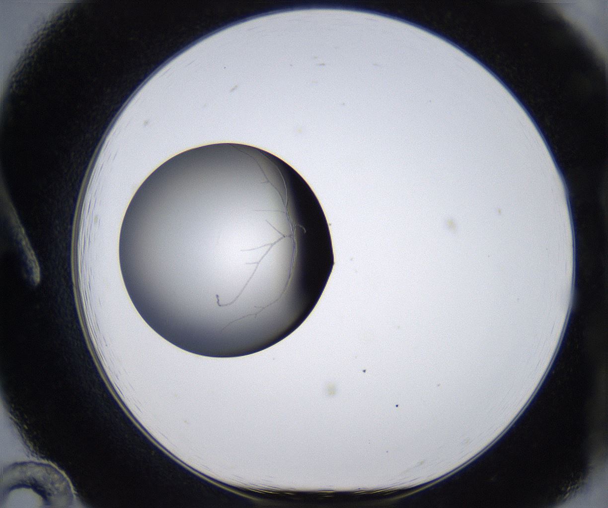 folderID295_plateID2295_batchID10832_wellNum12_profileID1_d1_r160377_ef.jpg
