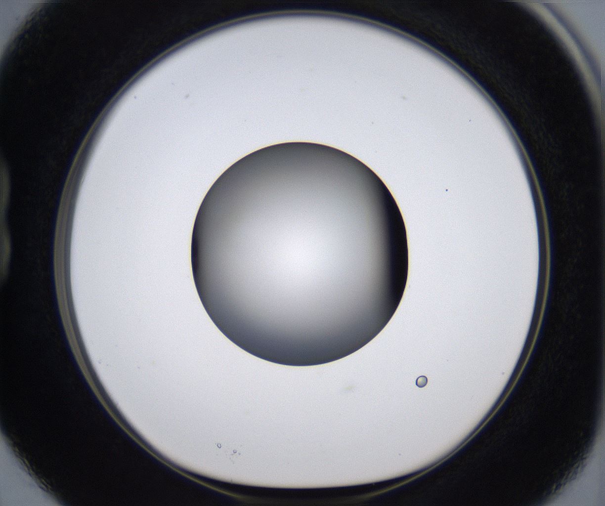 folderID295_plateID2295_batchID10832_wellNum15_profileID1_d1_r160380_ef.jpg