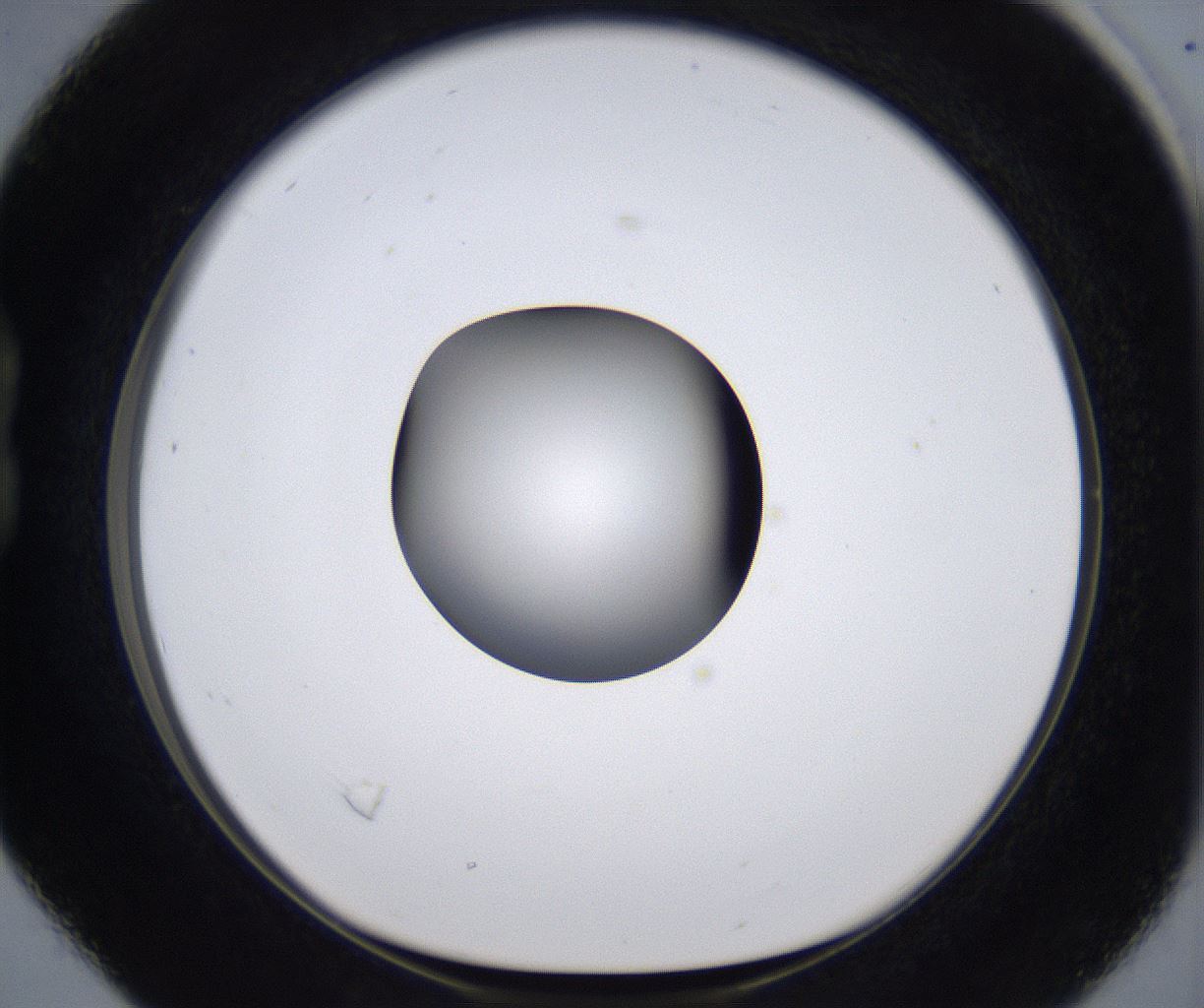 folderID295_plateID2295_batchID10832_wellNum16_profileID1_d1_r160381_ef.jpg