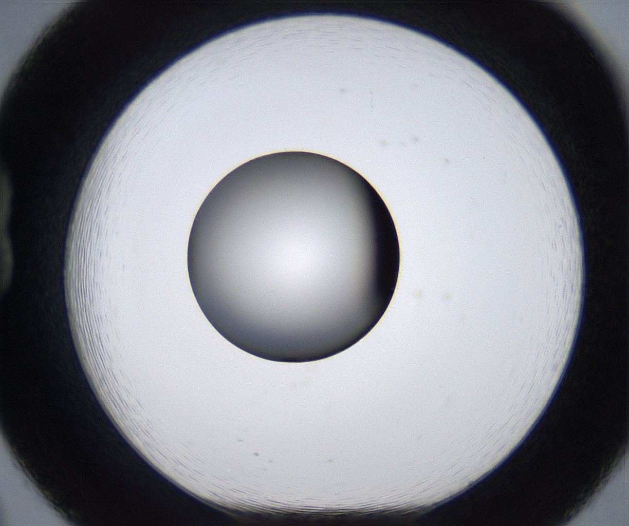 folderID295_plateID2295_batchID10832_wellNum20_profileID1_d1_r160385_ef.jpg