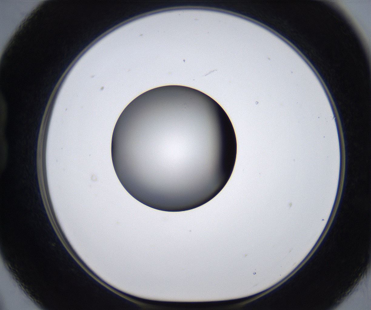 folderID295_plateID2295_batchID10832_wellNum21_profileID1_d1_r160386_ef.jpg