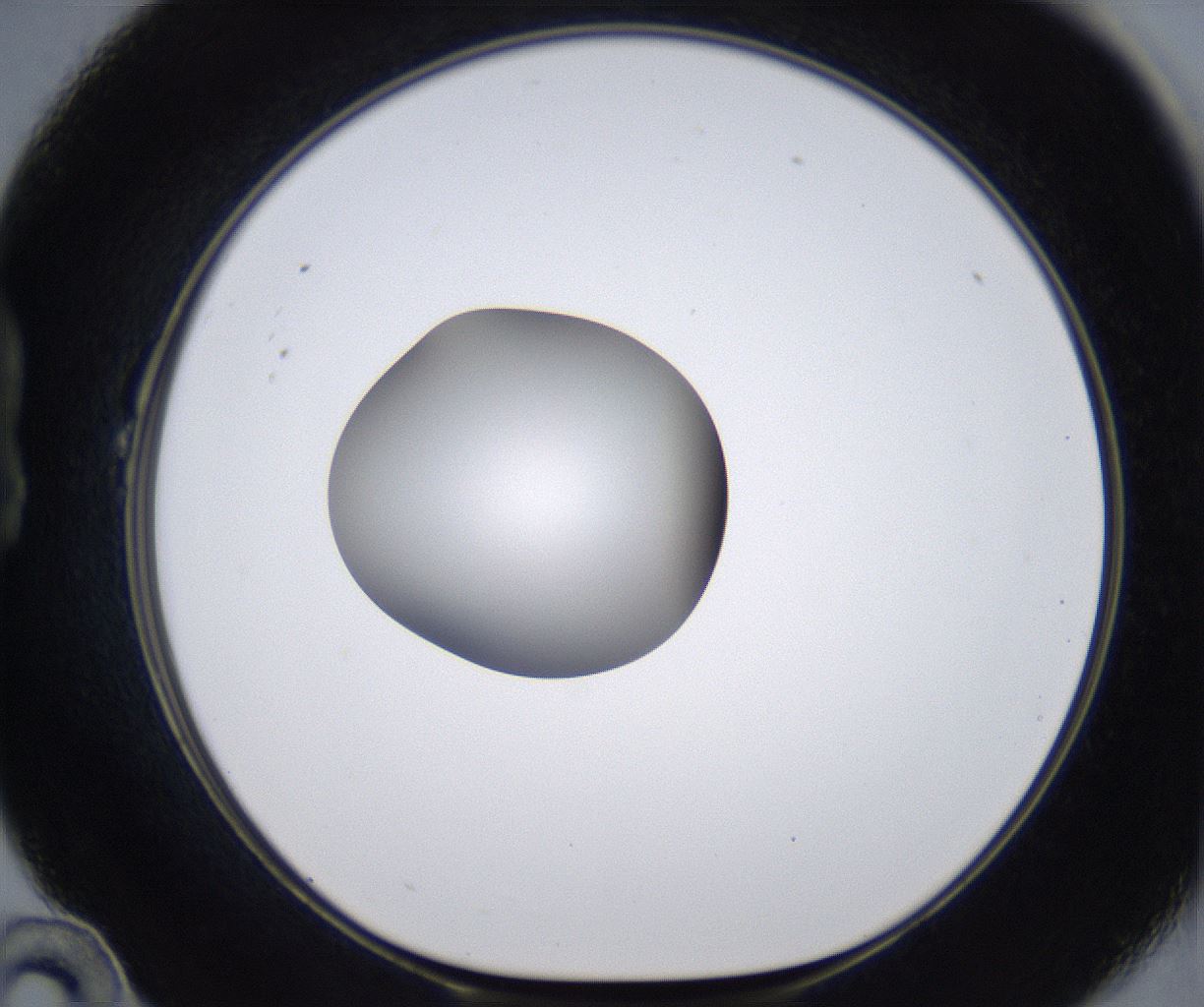 folderID295_plateID2295_batchID10832_wellNum22_profileID1_d1_r160387_ef.jpg