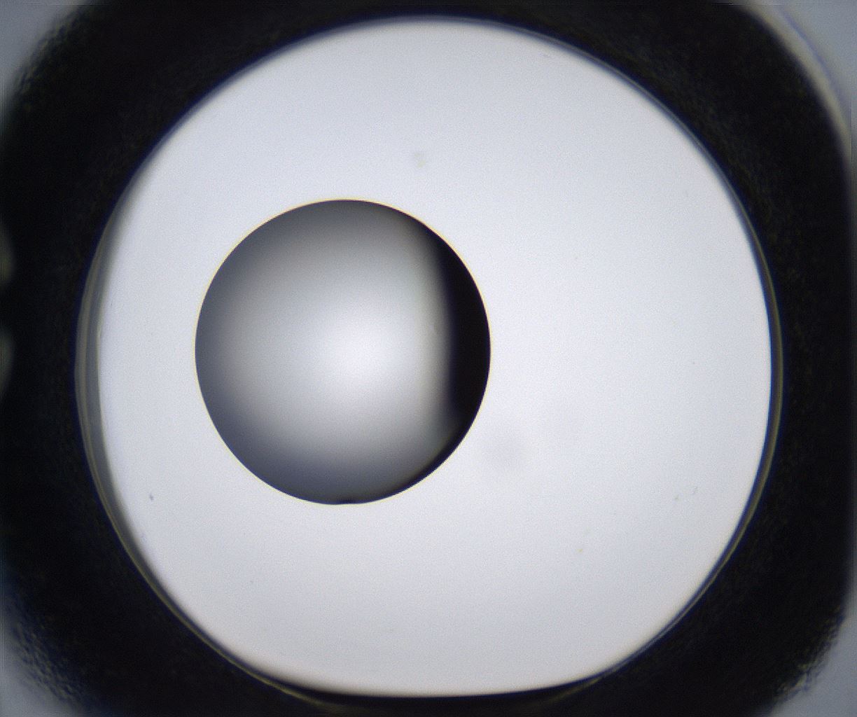 folderID295_plateID2295_batchID10832_wellNum27_profileID1_d1_r160392_ef.jpg