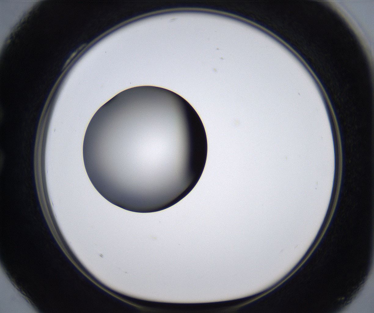 folderID295_plateID2295_batchID10832_wellNum28_profileID1_d1_r160393_ef.jpg