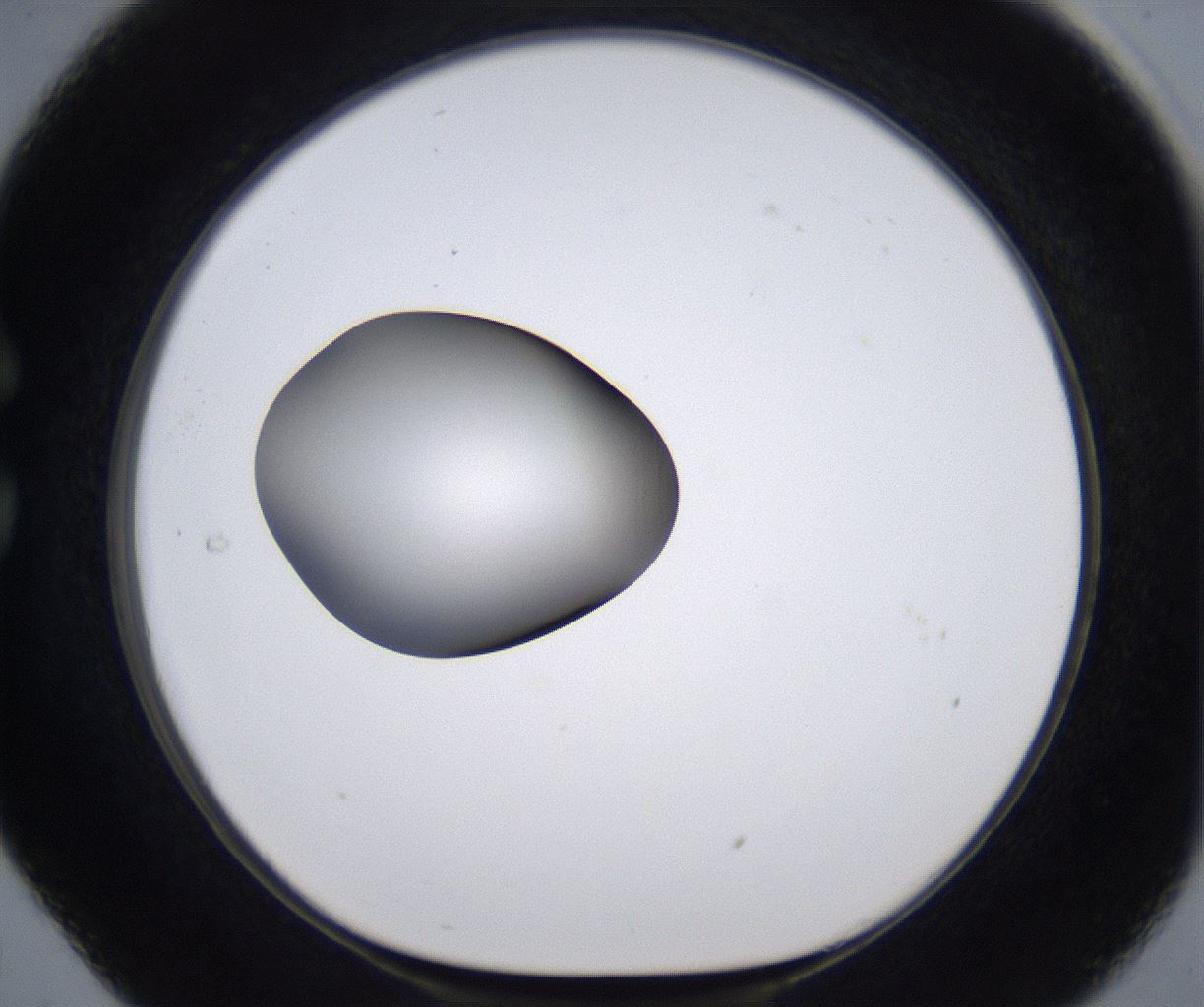 folderID295_plateID2295_batchID10832_wellNum29_profileID1_d1_r160394_ef.jpg