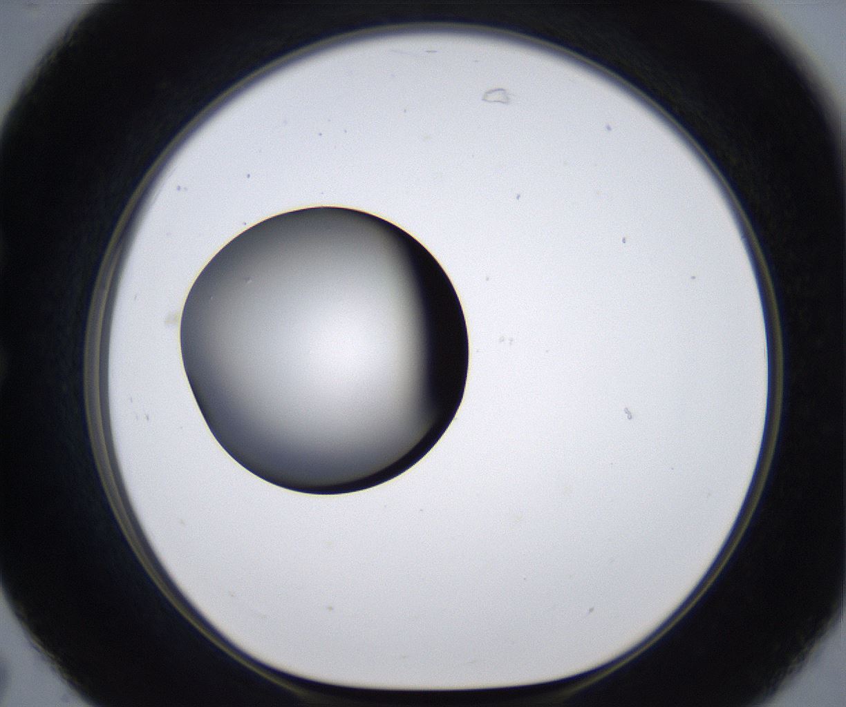 folderID295_plateID2295_batchID10832_wellNum31_profileID1_d1_r160396_ef.jpg