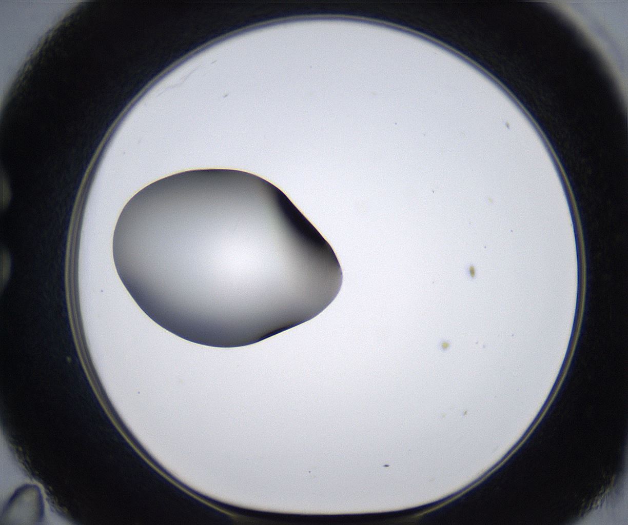 folderID295_plateID2295_batchID10832_wellNum35_profileID1_d1_r160400_ef.jpg
