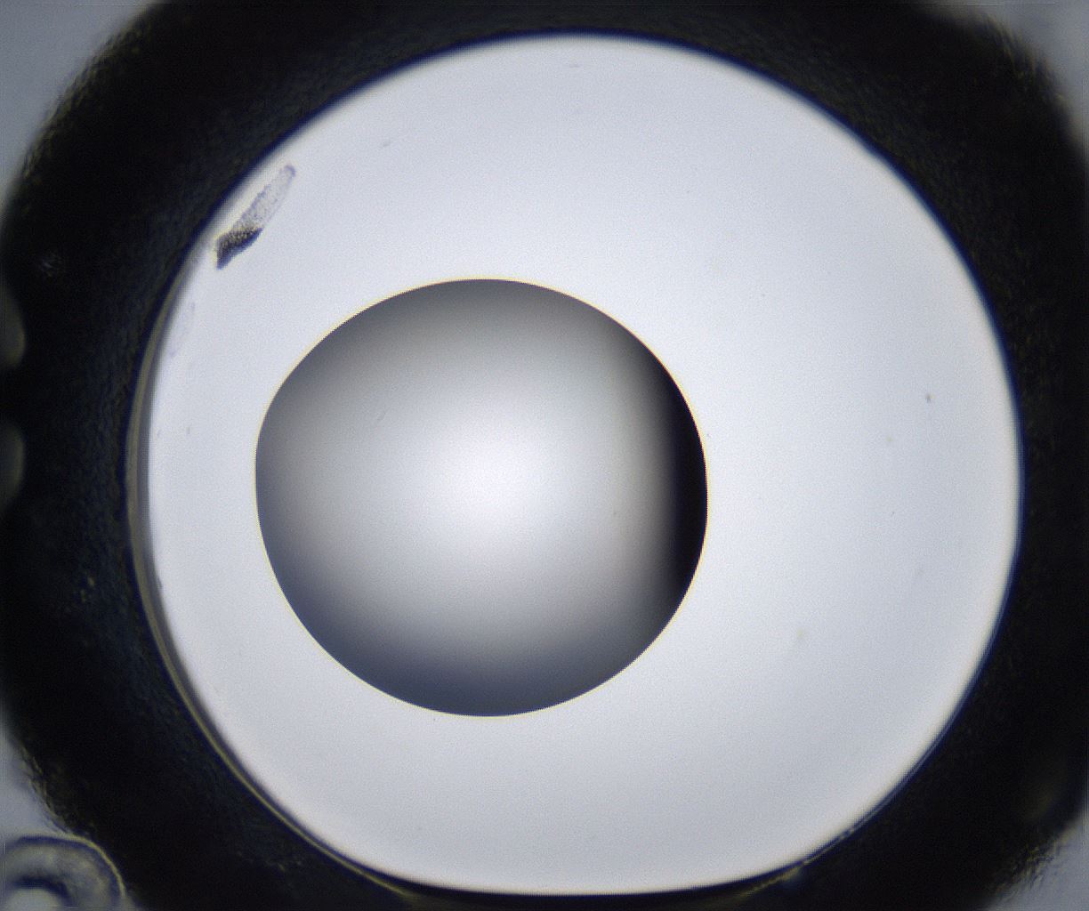 folderID295_plateID2295_batchID10832_wellNum36_profileID1_d1_r160401_ef.jpg