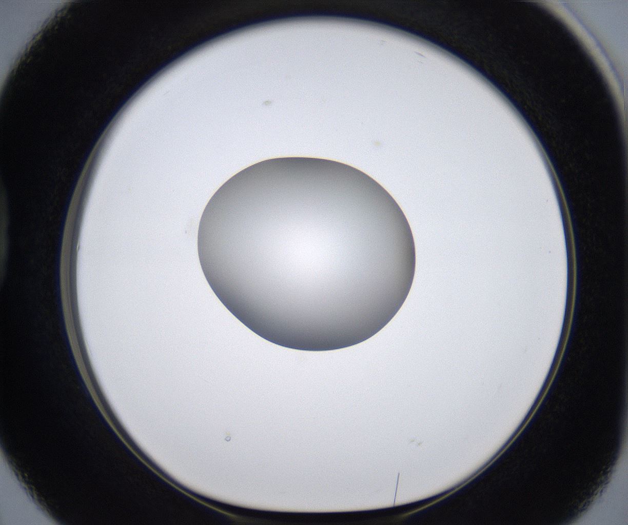 folderID295_plateID2295_batchID10832_wellNum38_profileID1_d1_r160403_ef.jpg