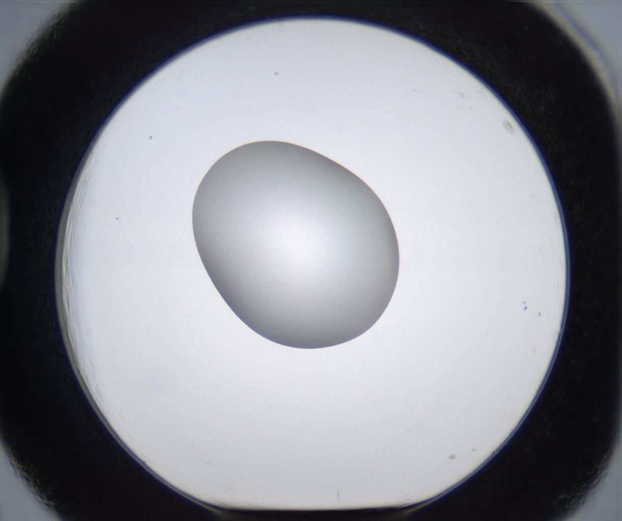 folderID295_plateID2295_batchID10832_wellNum39_profileID1_d1_r160404_ef.jpg