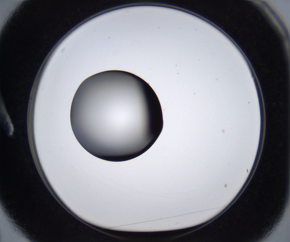folderID295_plateID2295_batchID10832_wellNum3_profileID1_d1_r160368_ef.jpg