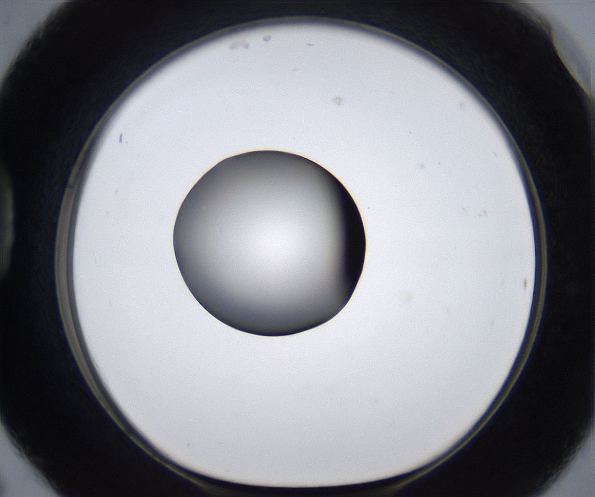 folderID295_plateID2295_batchID10832_wellNum42_profileID1_d1_r160407_ef.jpg