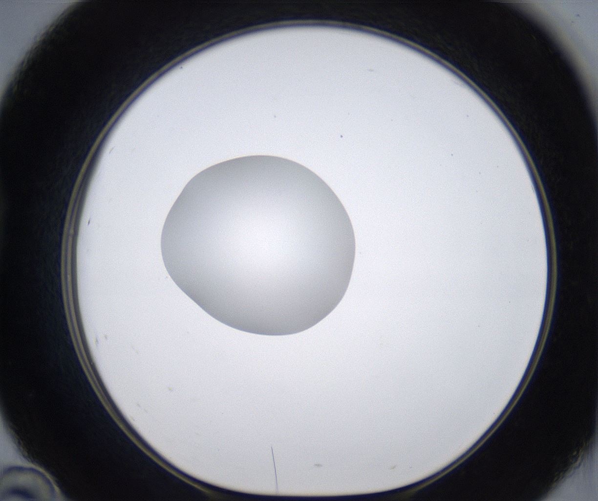 folderID295_plateID2295_batchID10832_wellNum46_profileID1_d1_r160411_ef.jpg