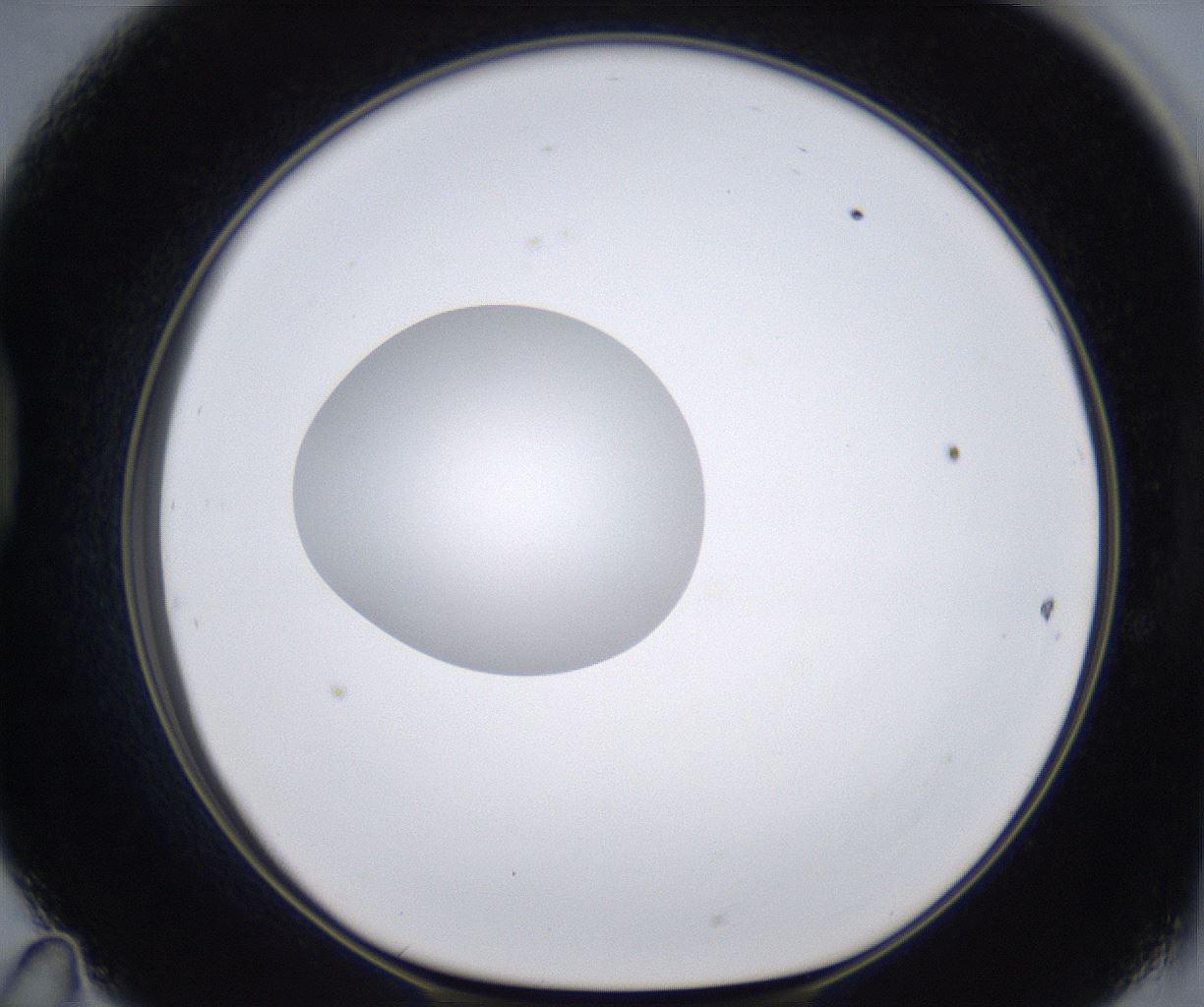 folderID295_plateID2295_batchID10832_wellNum47_profileID1_d1_r160412_ef.jpg