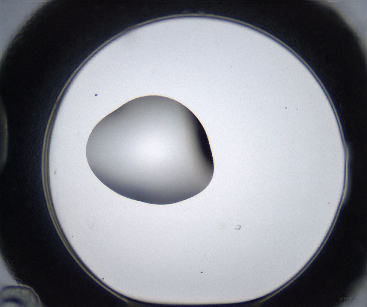 folderID295_plateID2295_batchID10832_wellNum48_profileID1_d1_r160413_ef.jpg