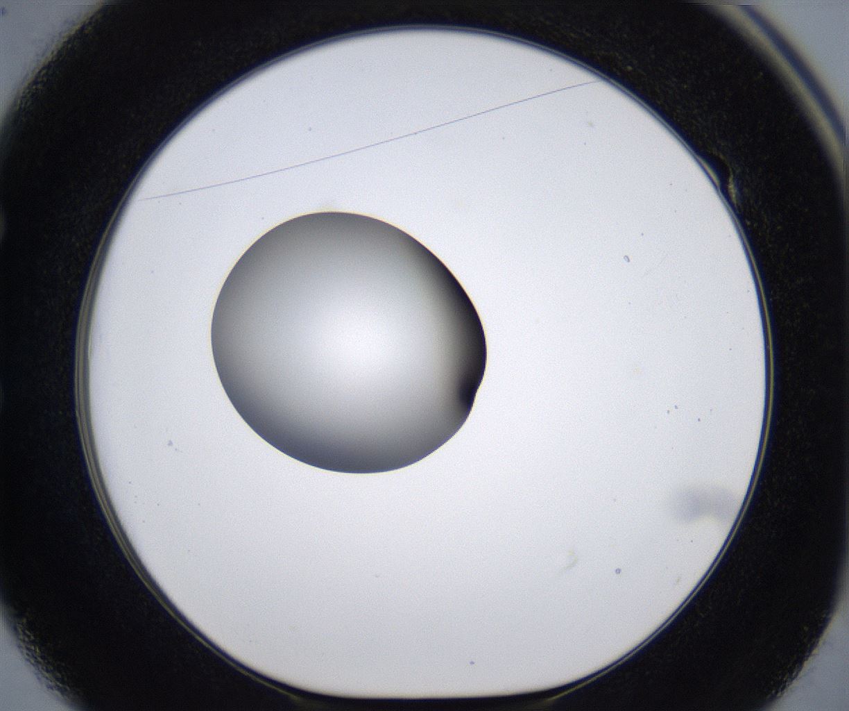 folderID295_plateID2295_batchID10832_wellNum49_profileID1_d1_r160414_ef.jpg