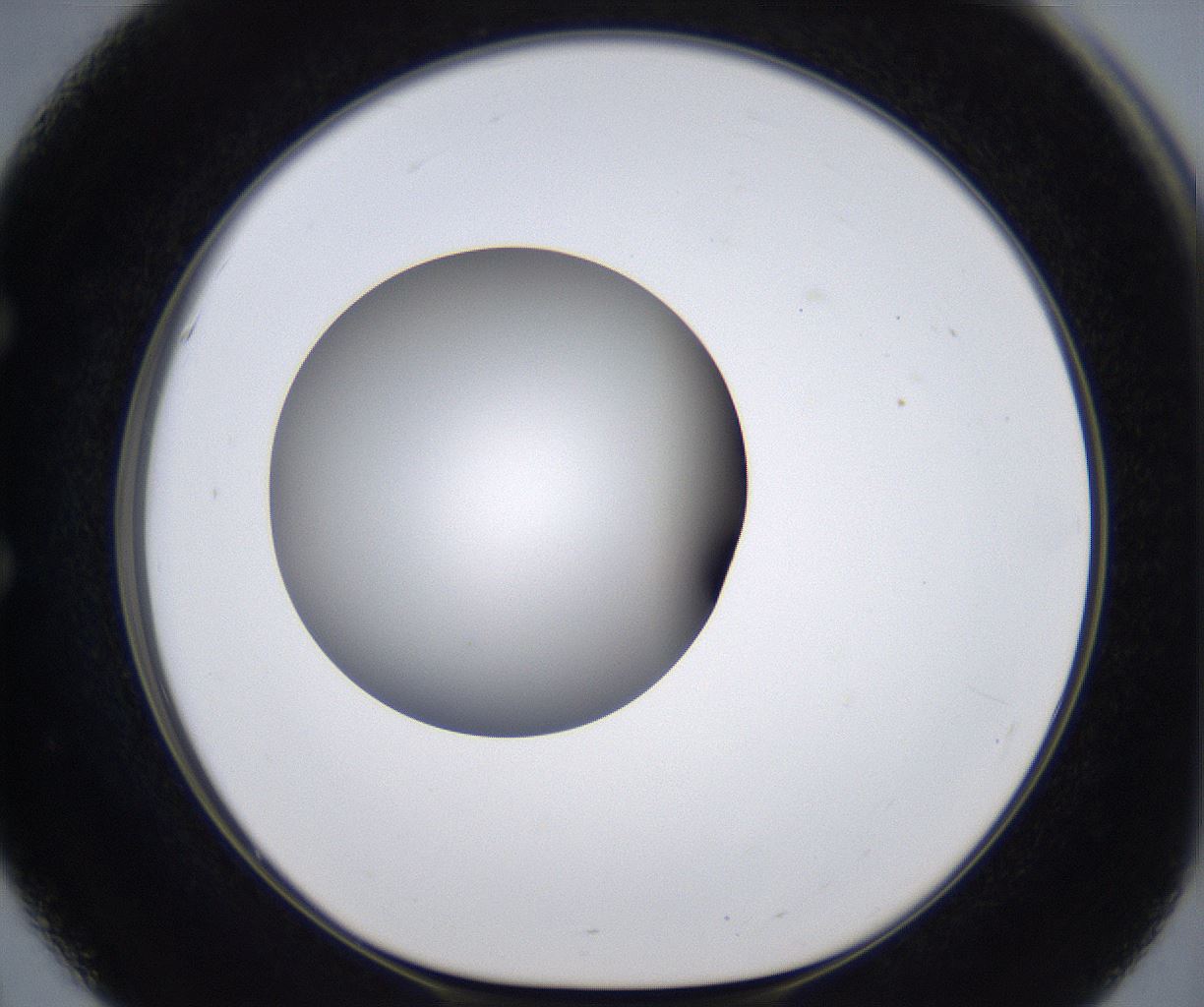 folderID295_plateID2295_batchID10832_wellNum51_profileID1_d1_r160416_ef.jpg